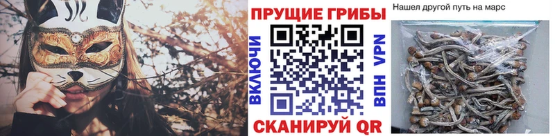 Псилоцибиновые грибы Cubensis  где найти   Гурьевск 