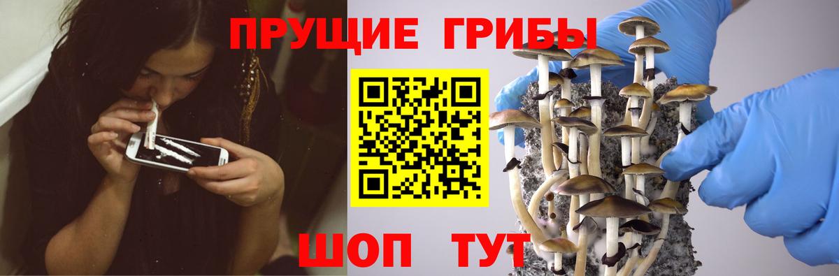 дарнет шоп  Гурьевск  Галлюциногенные грибы Psilocybine cubensis 